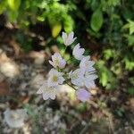 Allium massaessylum Fula