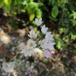 Allium massaessylum Flower