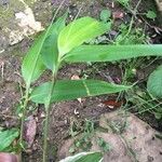 Arundinaria ragamowskii Leaf