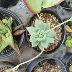 Graptopetalum macdougallii Leaf