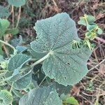 Abutilon pannosum Leaf