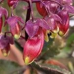 Kalanchoe miniata Blüte