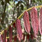 Cnestis polyphylla Leaf