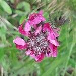 Pedicularis cenisia Flower