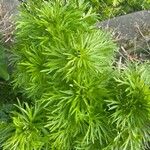 Aconitum napellus Blad