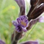 Orobanche purpurea Flor