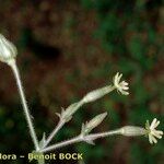 Silene viridiflora Arall