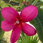 Plumeria rubraFlor