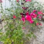 Salvia microphyllaFlower