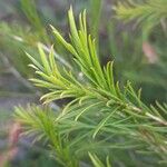 Melaleuca armillaris ഇല