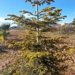 Abies nordmannianaFolha