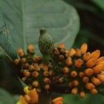 Eumachia obanensis Fruit