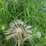 Tragopogon dubiusFlower