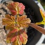 Acer opalusFolha