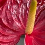 Anthurium scherzerianumCvet