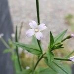 Epilobium ciliatumFlower