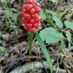 Arum cylindraceumVrucht