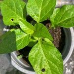 Capsicum chinense 葉