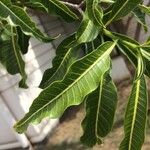 Tabernaemontana persicariifolia Leaf