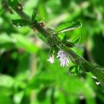 Pseudelephantopus spicatus Blüte