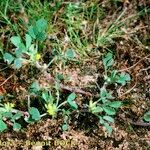 Medicago monspeliaca Habit