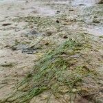 Zostera marina 整株植物