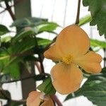 Begonia sutherlandii Flower