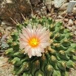 Thelocactus rinconensis