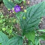 Strobilanthes attenuata Flower