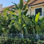 Ravenala madagascariensis Folio