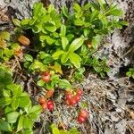 Vaccinium macrocarpon ᱥᱟᱠᱟᱢ