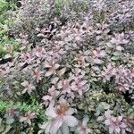 Spiraea japonicaبرگ