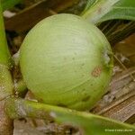 Guettarda eximia Vrucht