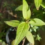 Persicaria odorata Blad