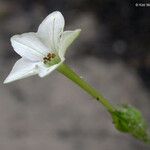 Nicotiana quadrivalvis Flor