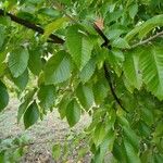 Ulmus americana Листок