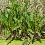 Rumex hydrolapathum Листок