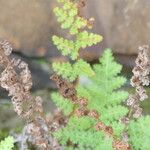 Anemia caffrorum Hoja