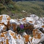 Iris lutescensFlower