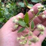 Baccharis punctulata Folha