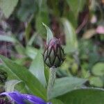 Cyanus graminifolius Virág