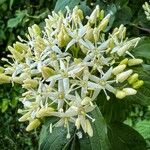 Cornus sanguineaFlower