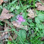 Centaurea nigrescens Λουλούδι