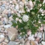 Cirsium arvenseBloem