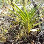 Cyrtopodium flavum Staniste