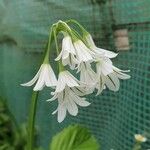 Allium triquetrum Flower
