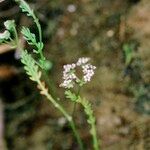 Caropsis verticillatoinundata Altul/Alta