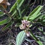 Asclepias asperula Foglia