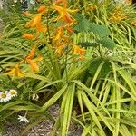 Crocosmia × crocosmiiflora花