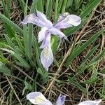 Iris missouriensis 花